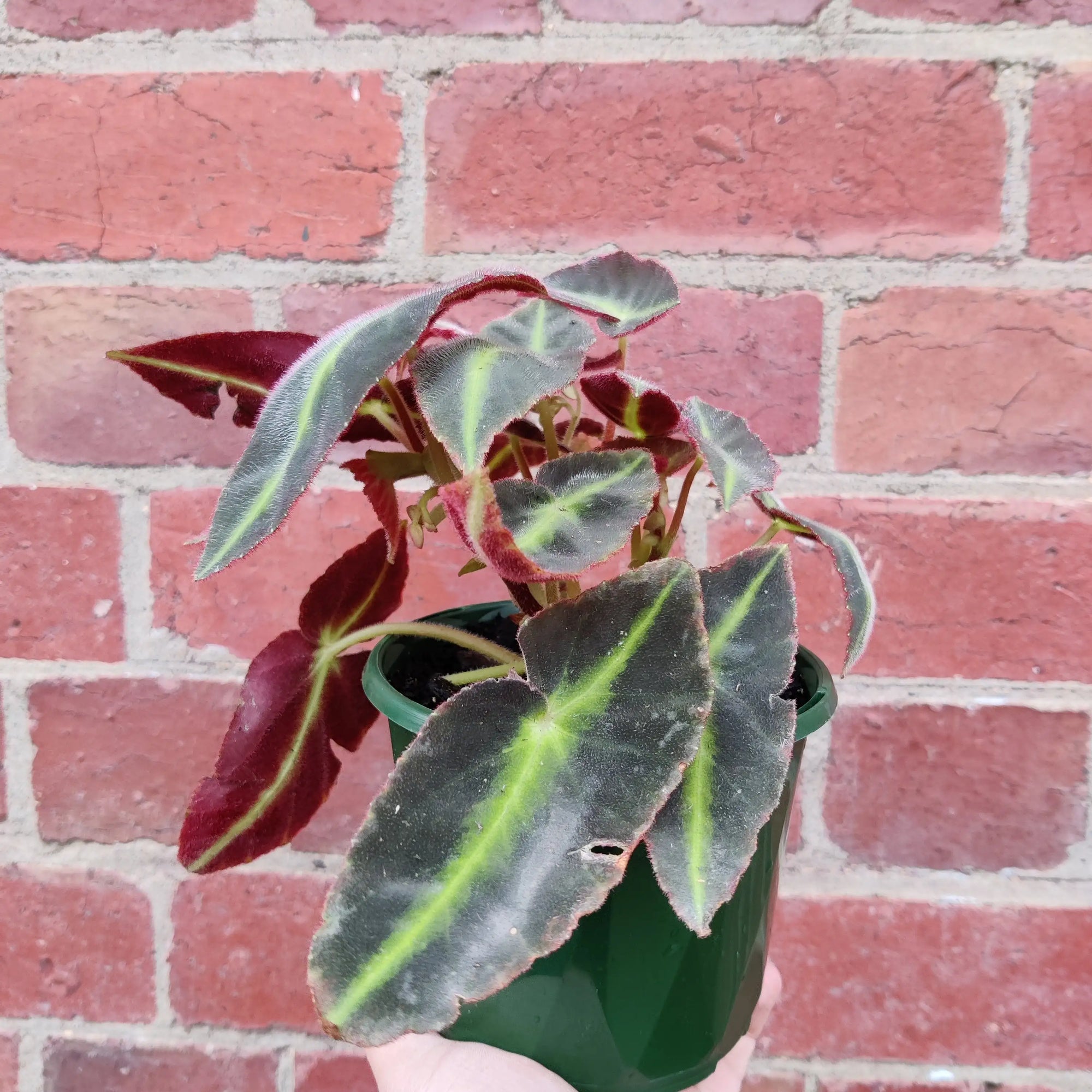 Begonia Lislada - 13cm pot Folia House