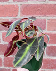 Begonia Lislada - 13cm pot Folia House