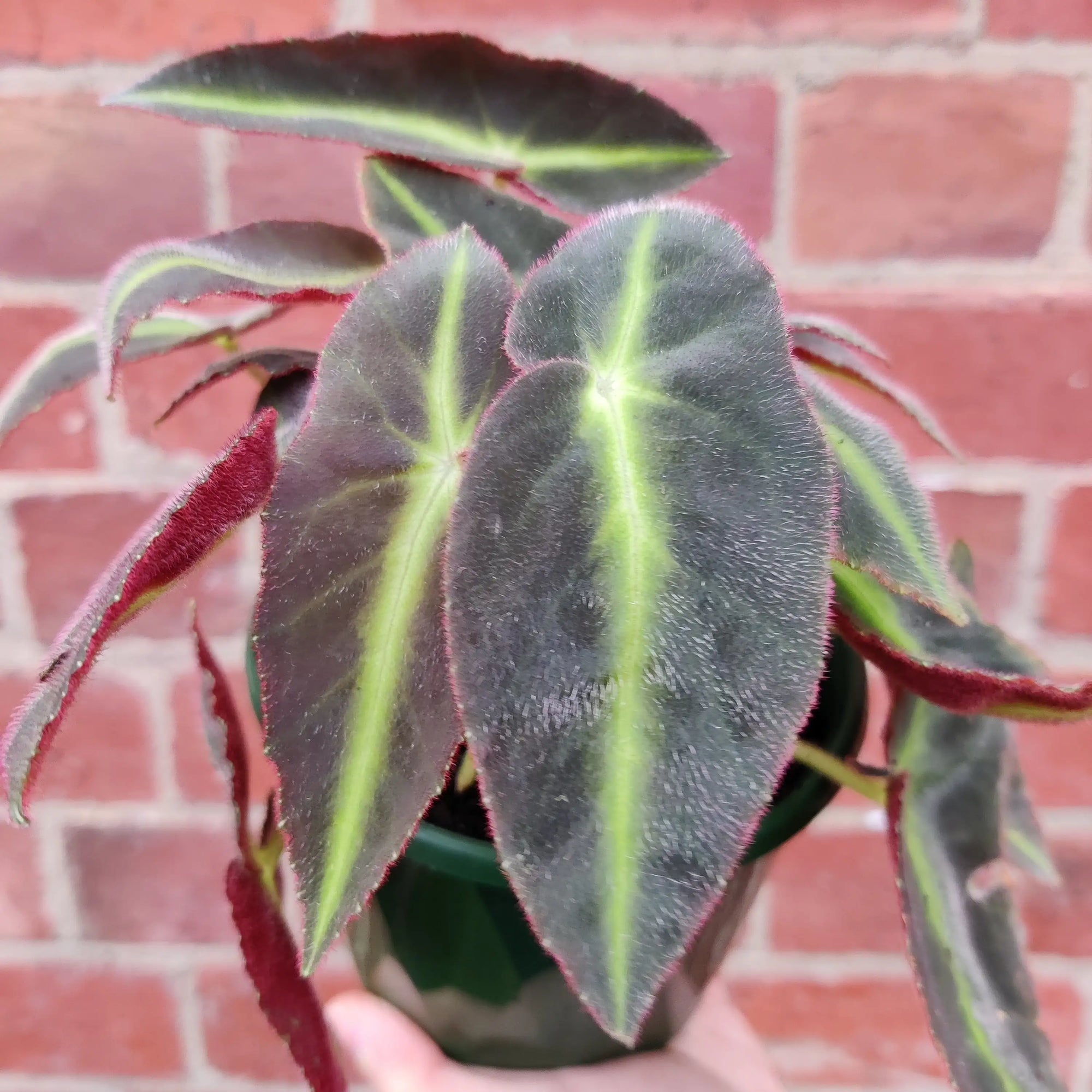 Begonia Lislada - 13cm pot Folia House