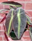 Begonia Lislada - 13cm pot Folia House