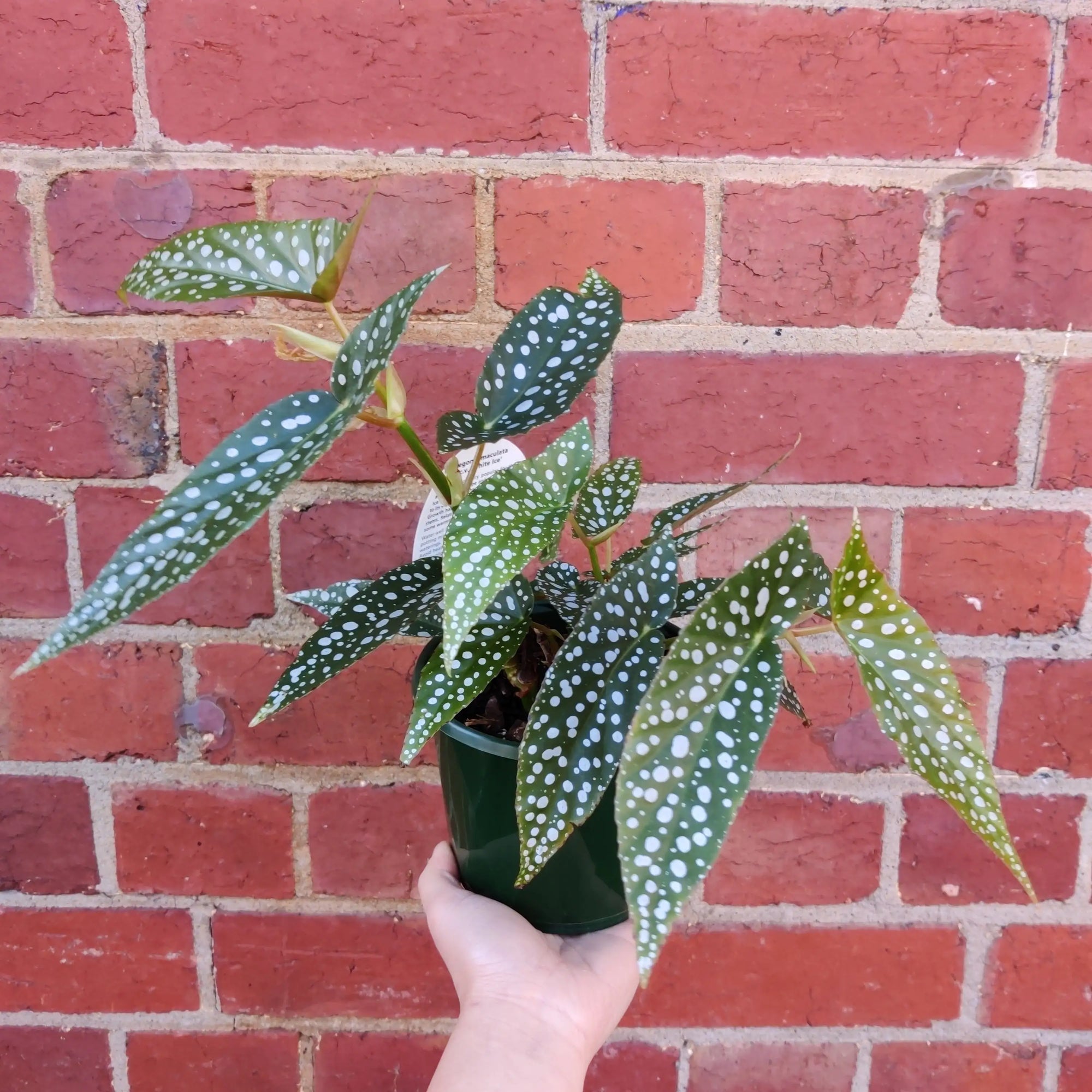 Begonia Maculata Polka Dot - 14cm Pot Folia House