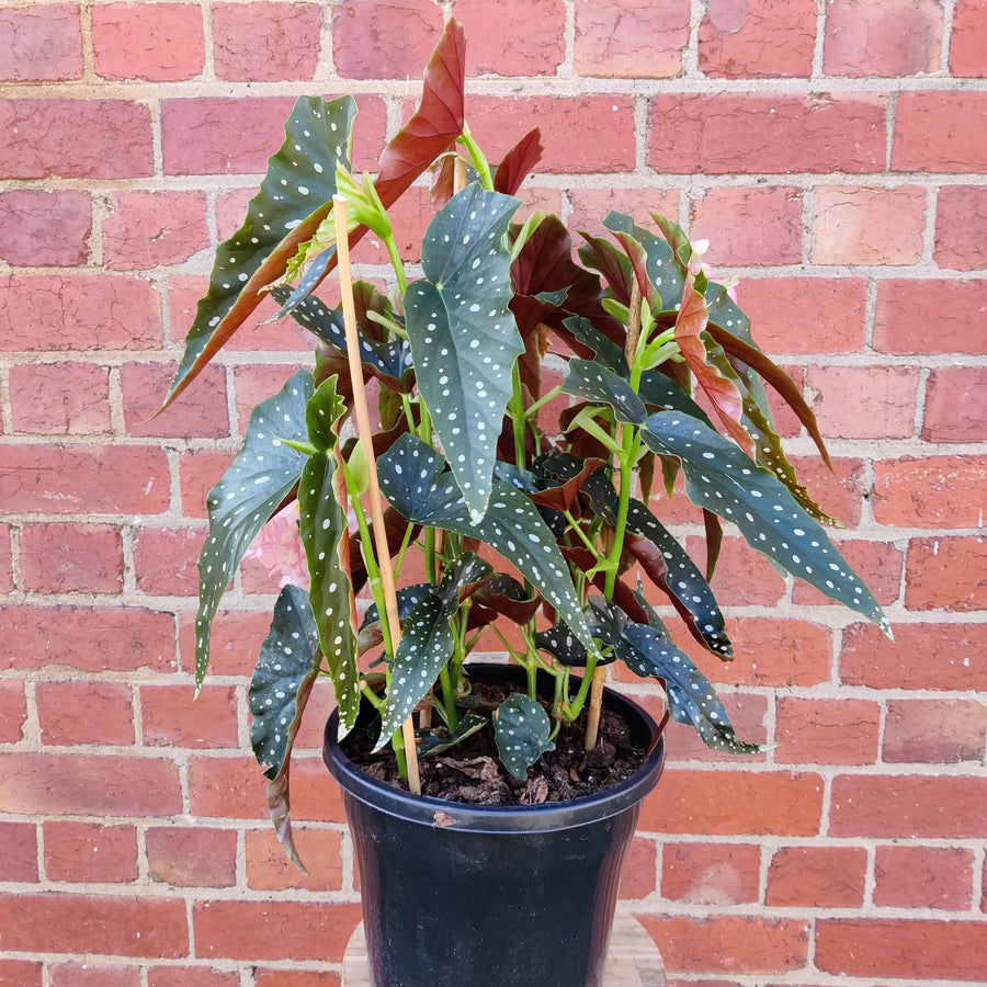 Begonia Maculata Polka Dot - 25cm Pot Folia House