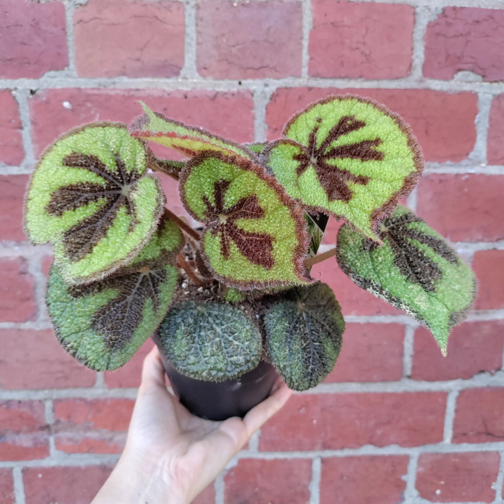 Begonia Masoniana Rock - 13cm pot Folia House