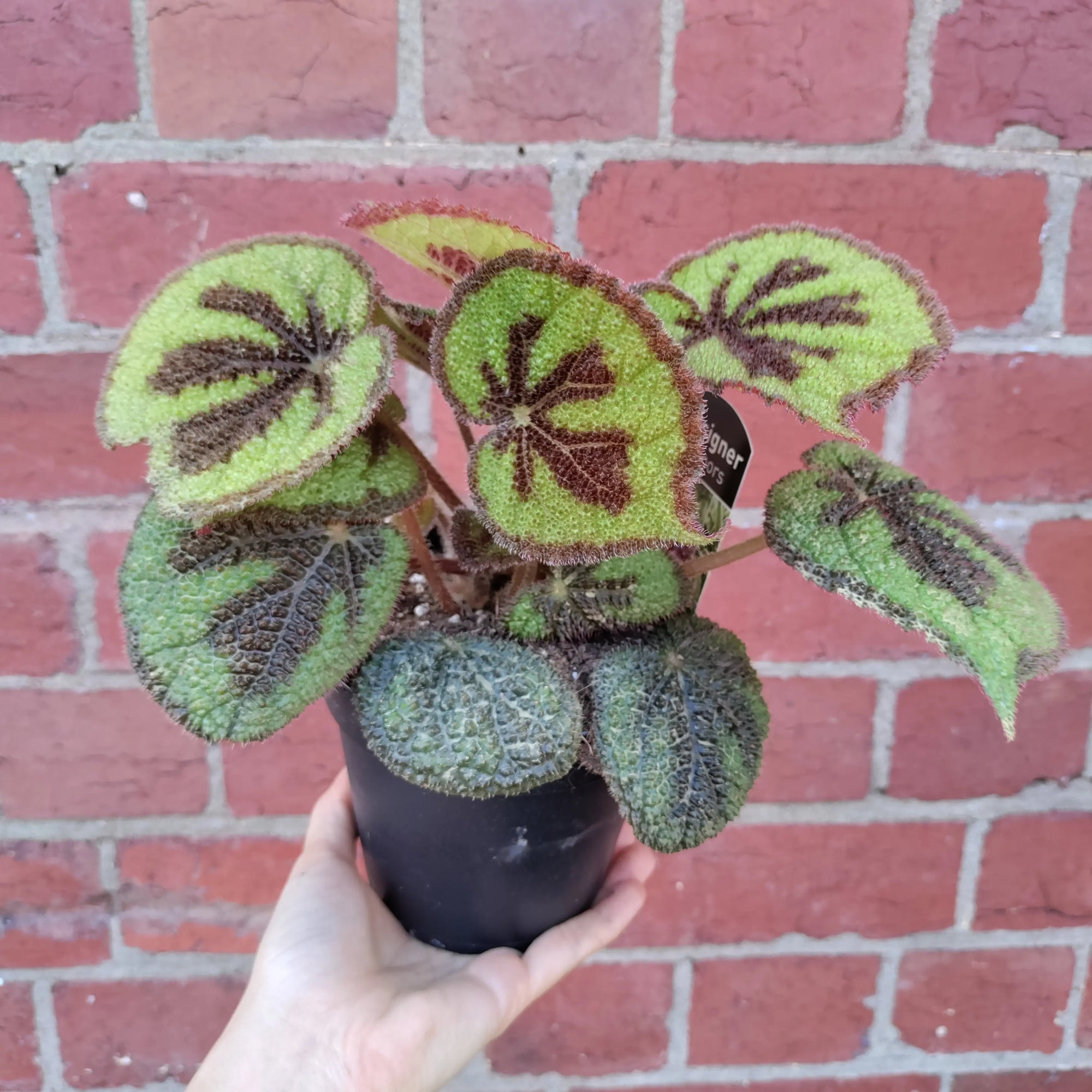 Begonia Masoniana Rock - 13cm pot Folia House