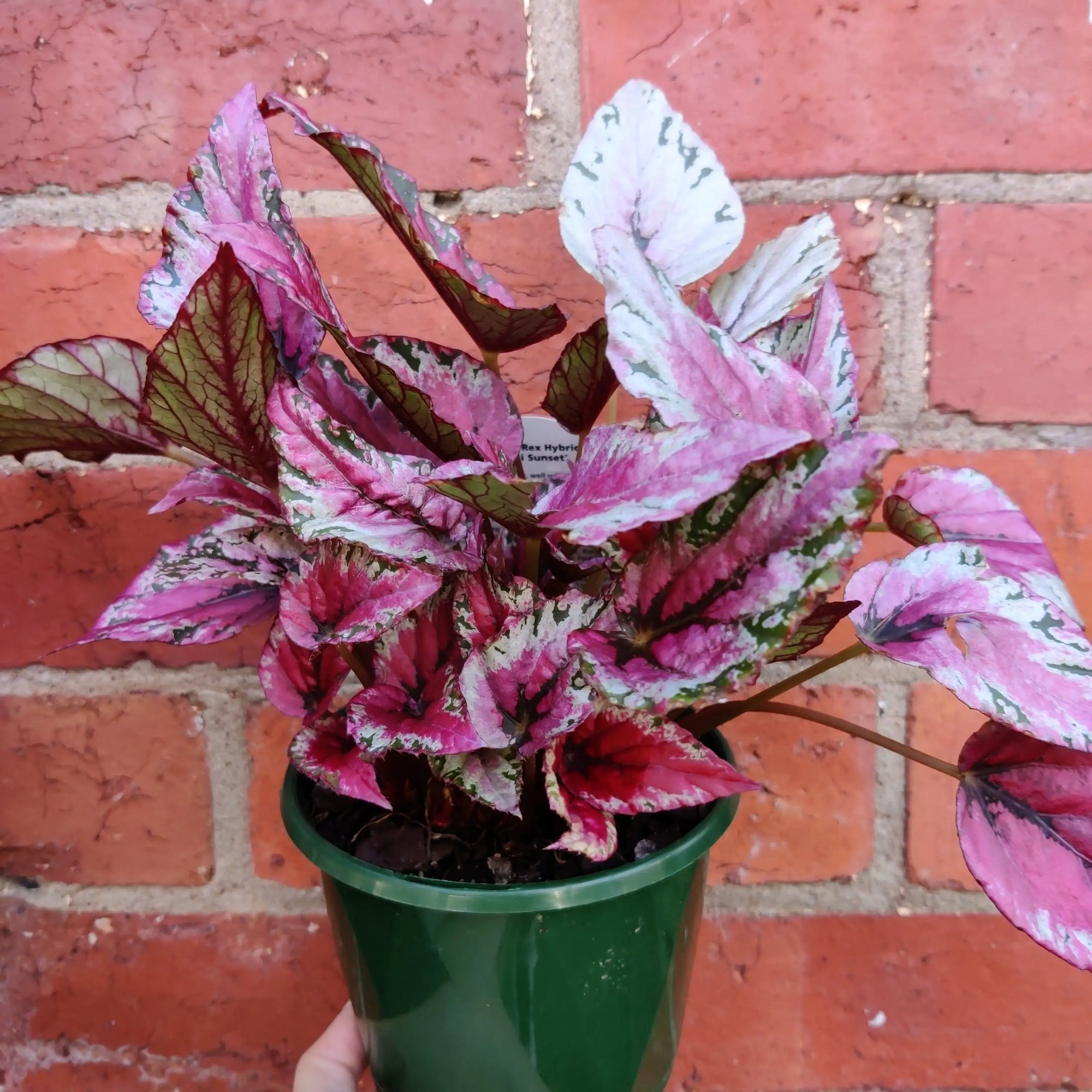 Begonia Maui Sunset - 13cm Pot Folia House