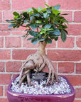 Belly Fig Bonsai Ceramic - L18xW25cm Pot Folia House