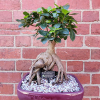 Belly Fig Bonsai Ceramic - L18xW25cm Pot Folia House