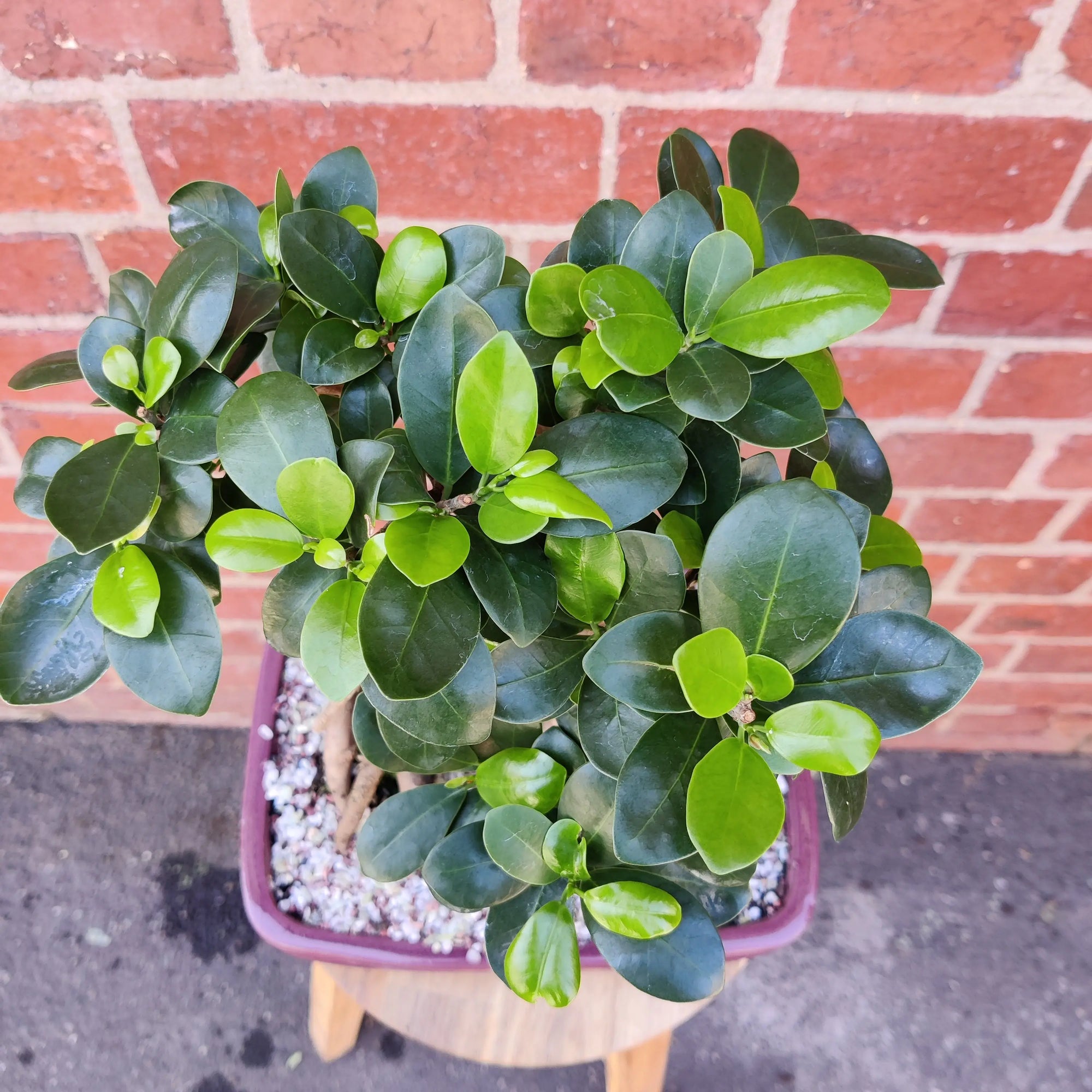 Belly Fig Bonsai Ceramic - L18xW25cm Pot Folia House