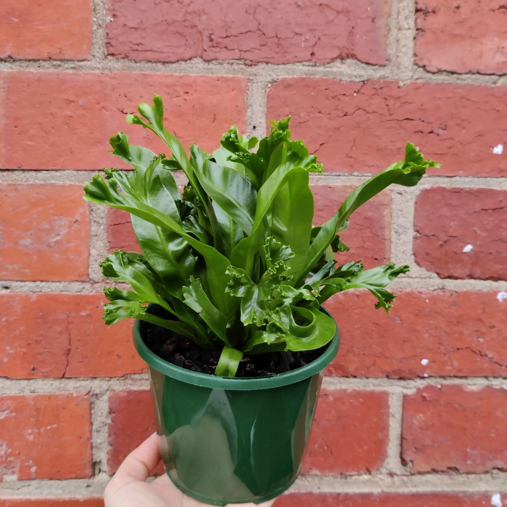 Bird nest fern Leslie - 13cm Pot Folia House