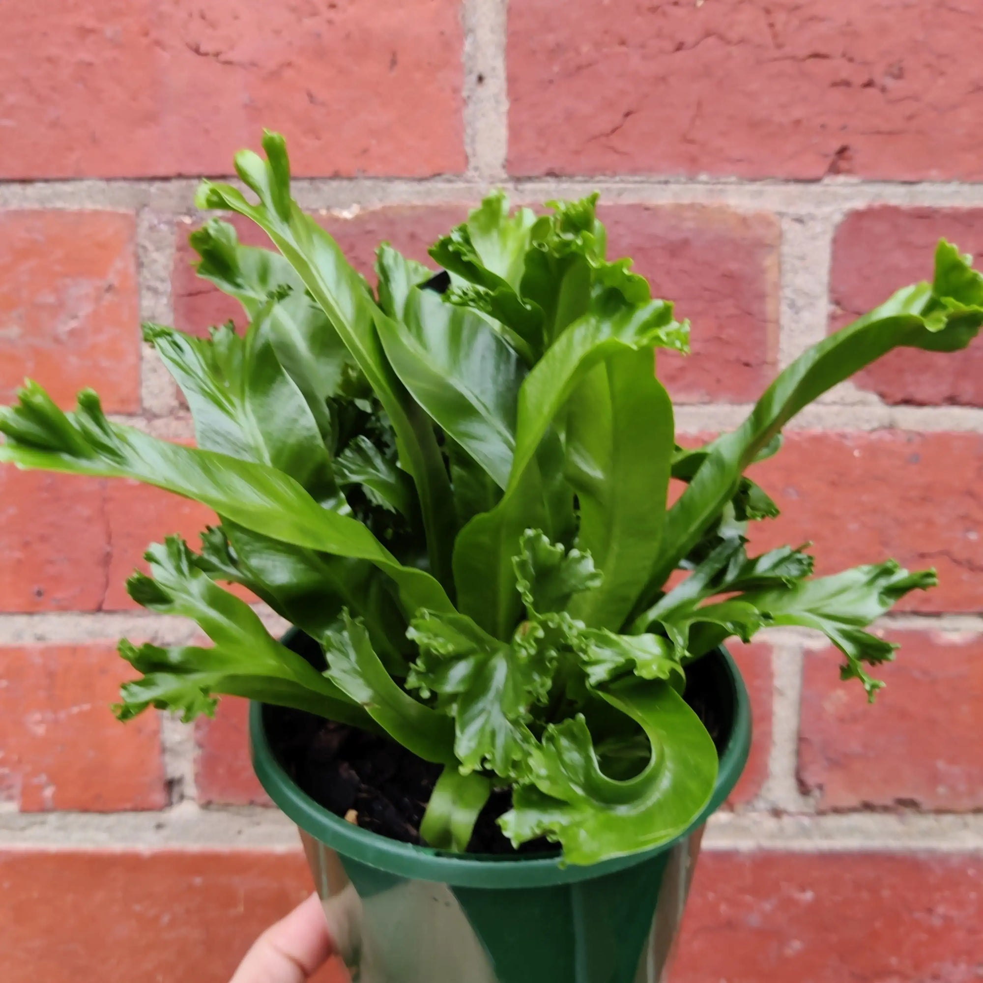 Bird nest fern Leslie - 13cm Pot Folia House