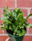 Bird nest fern Leslie - 13cm Pot Folia House