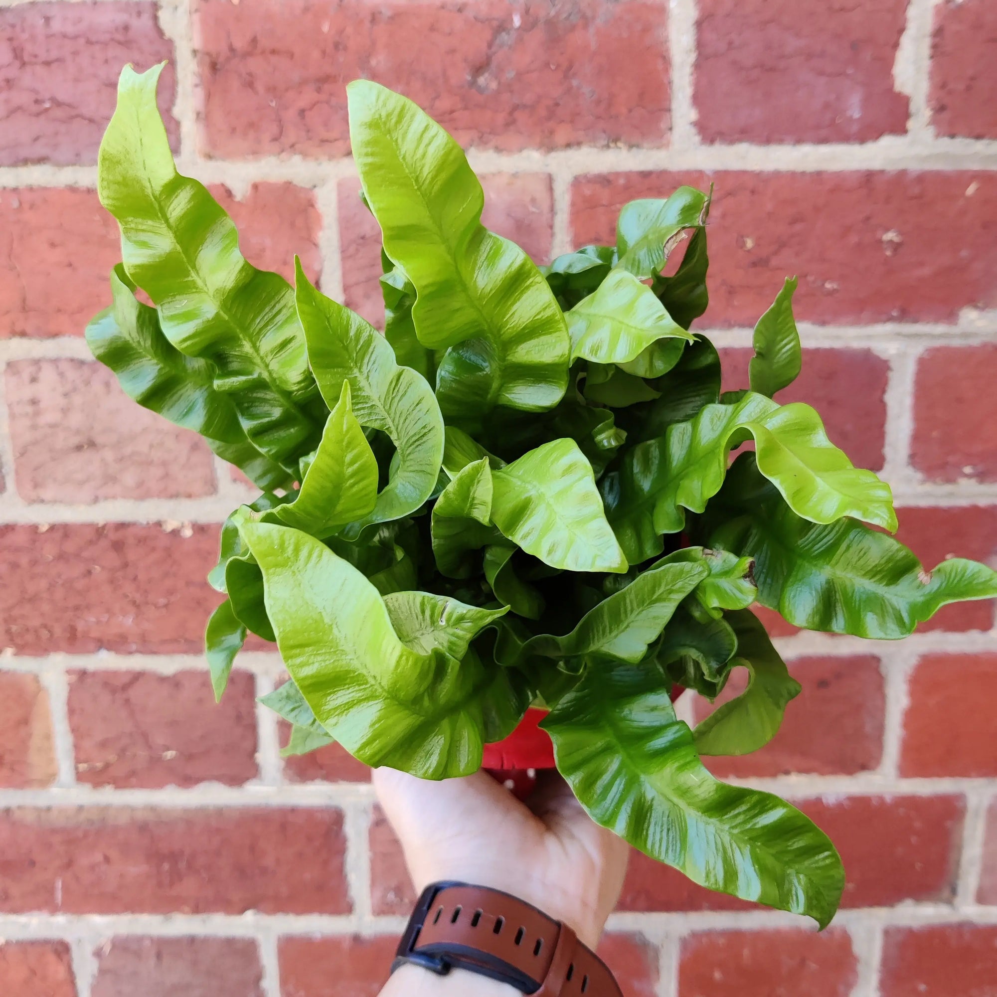 Bird nest fern in Mushroom pot - 15cm pot Folia House