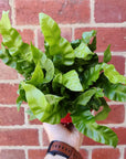 Bird nest fern in Mushroom pot - 15cm pot Folia House