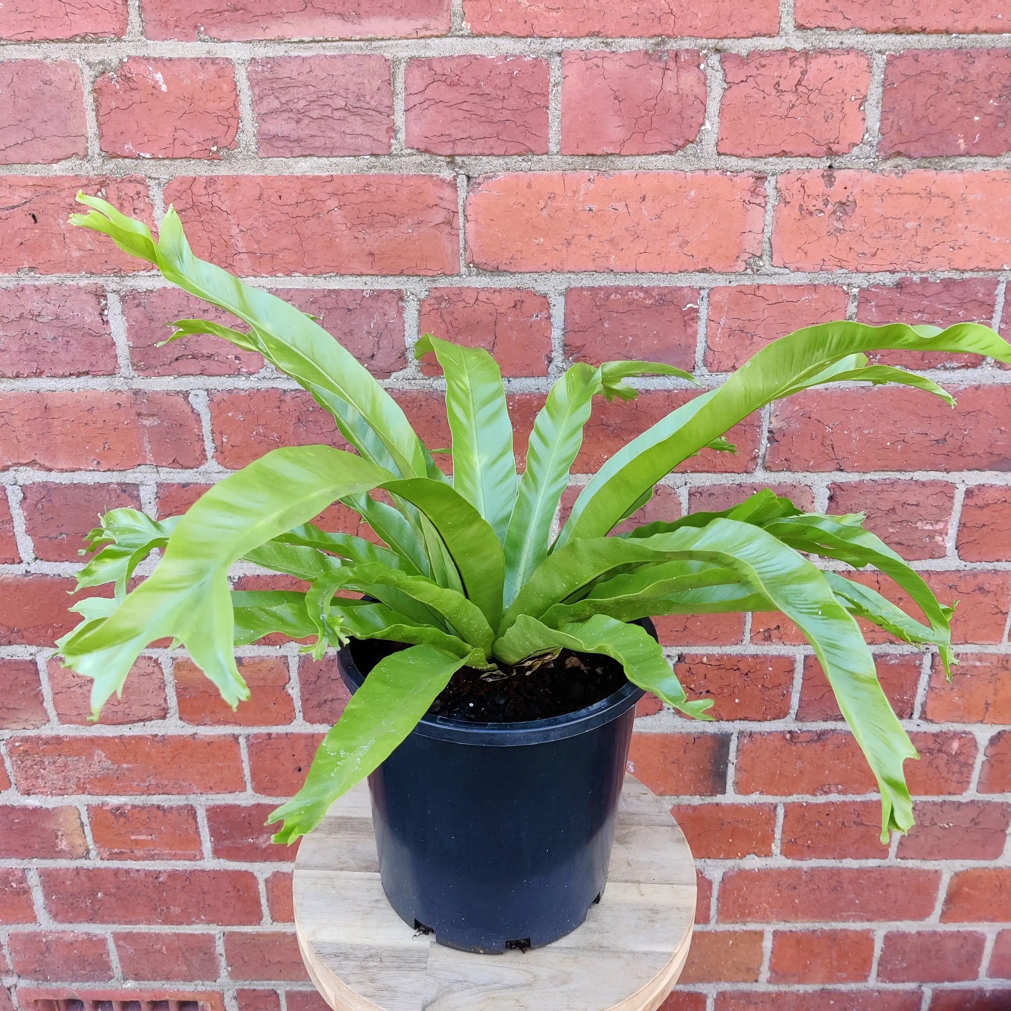 Birds Nest Fern (Asplenium Antiquum Crissie) - 20cm Pot Folia House