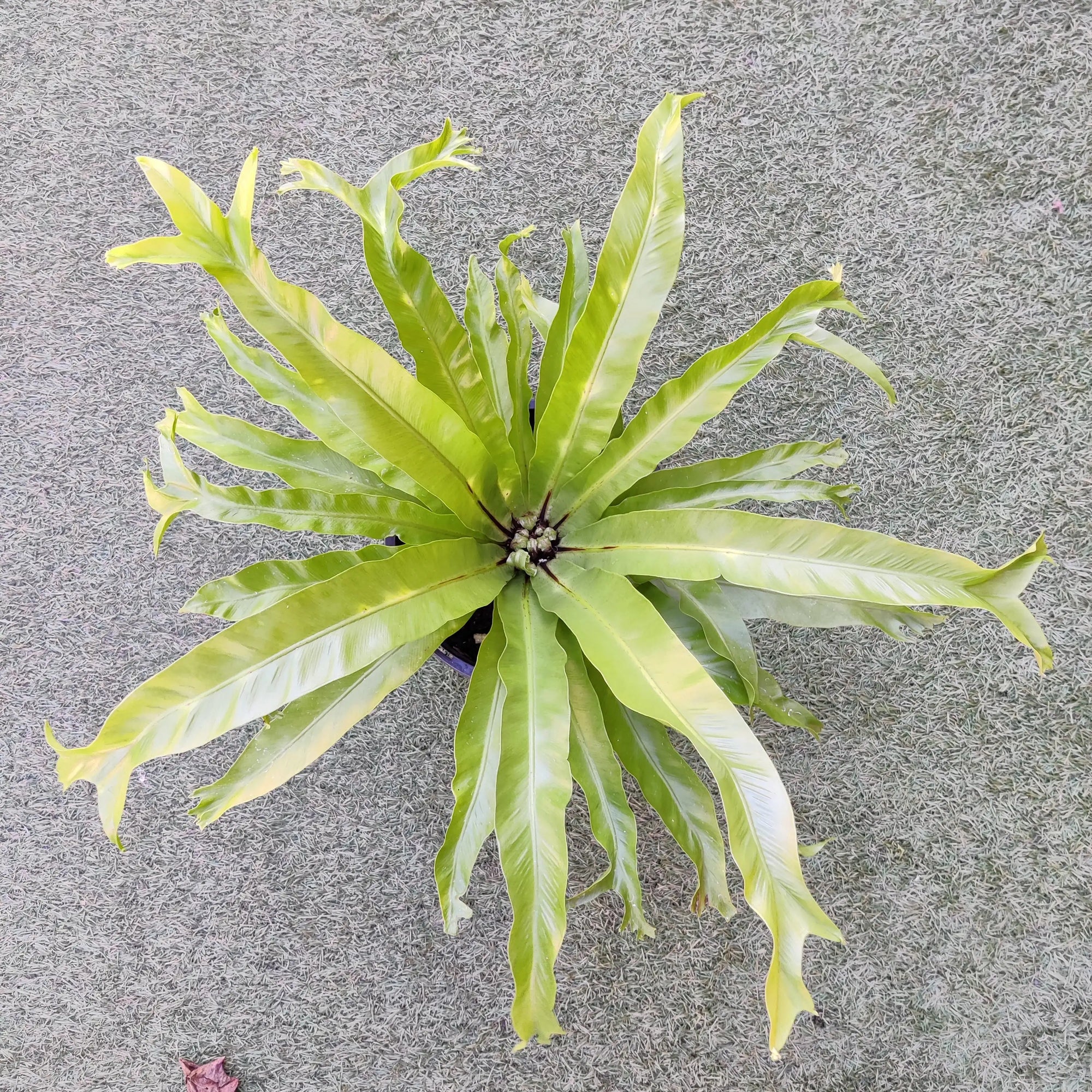 Birds Nest Fern (Asplenium Antiquum Crissie) - 20cm Pot Folia House