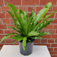 Birds Nest Fern (Asplenium Australascium) - 20cm Pot Folia House