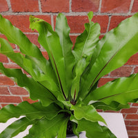 Birds Nest Fern (Asplenium Australascium) - 20cm Pot Folia House