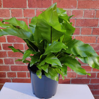 Birds Nest Fern (Asplenium Australascium) - 20cm Pot Folia House