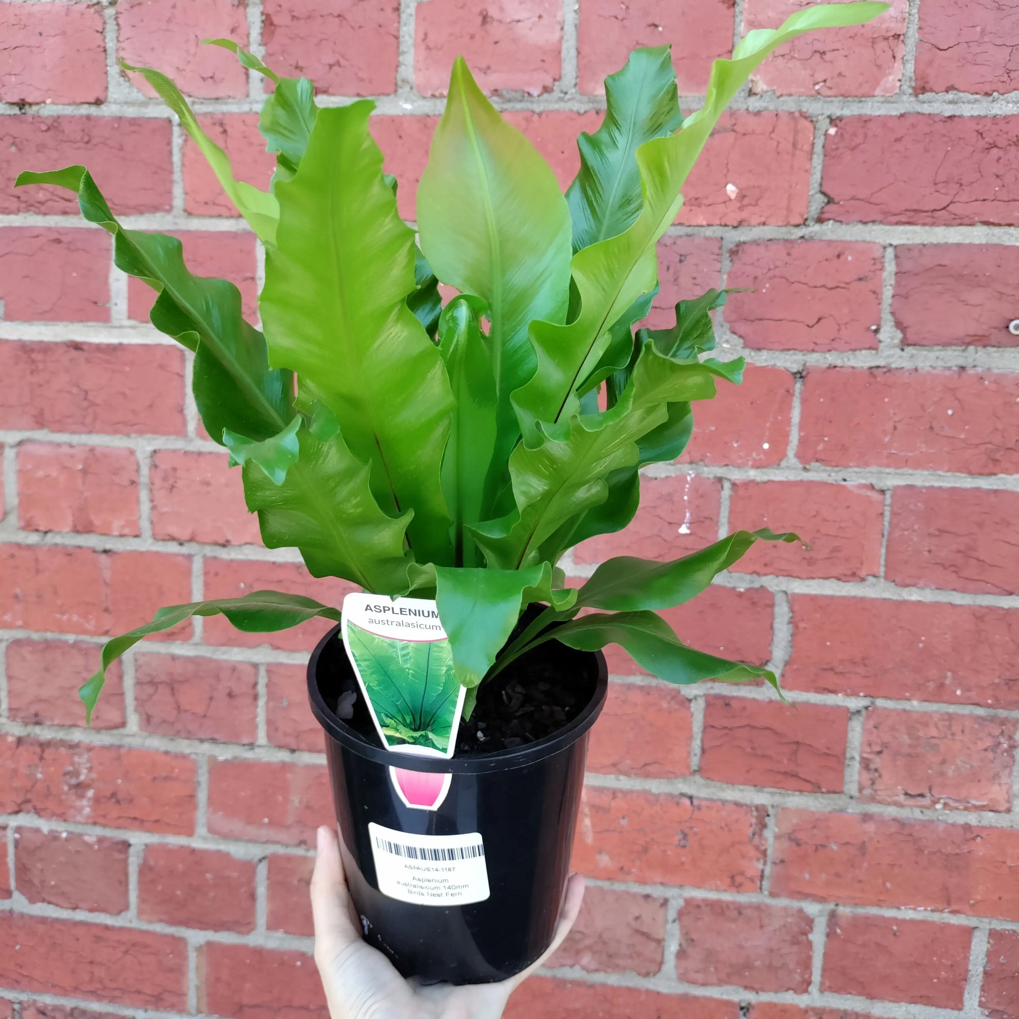 Birds Nest Fern (Asplenium Australisicum) - 14cm Pot Folia House