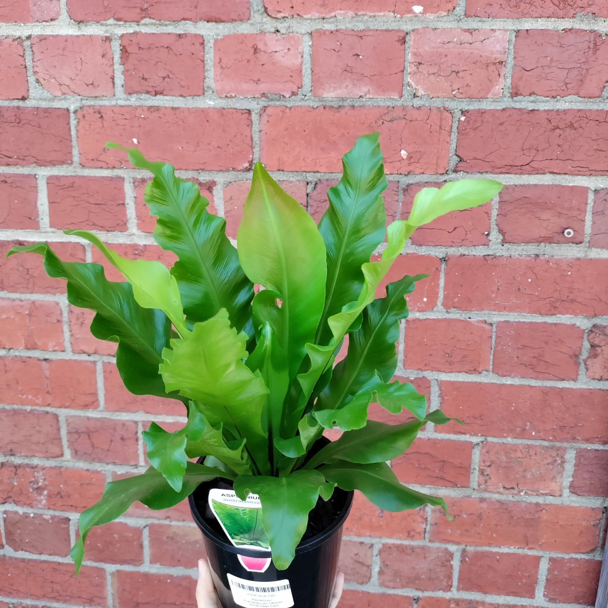 Birds Nest Fern (Asplenium Australisicum) - 14cm Pot Folia House