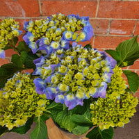 Blue Hydrangea - 18cm pot Folia House
