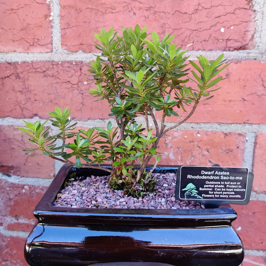 Bonsai 15cm - Dwarf Azalea - Rhododendron Sao-to-me Folia House