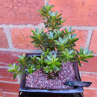 Bonsai 15cm - Dwarf Azalea - Rhododendron Sao-to-me Folia House