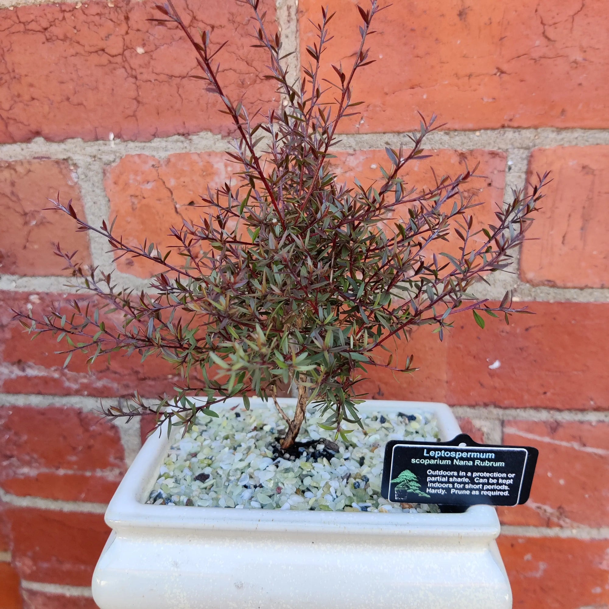 Bonsai 15cm - Leptospermum - Scoparium Nana Rubrum Folia House