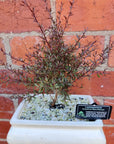 Bonsai 15cm - Leptospermum - Scoparium Nana Rubrum Folia House