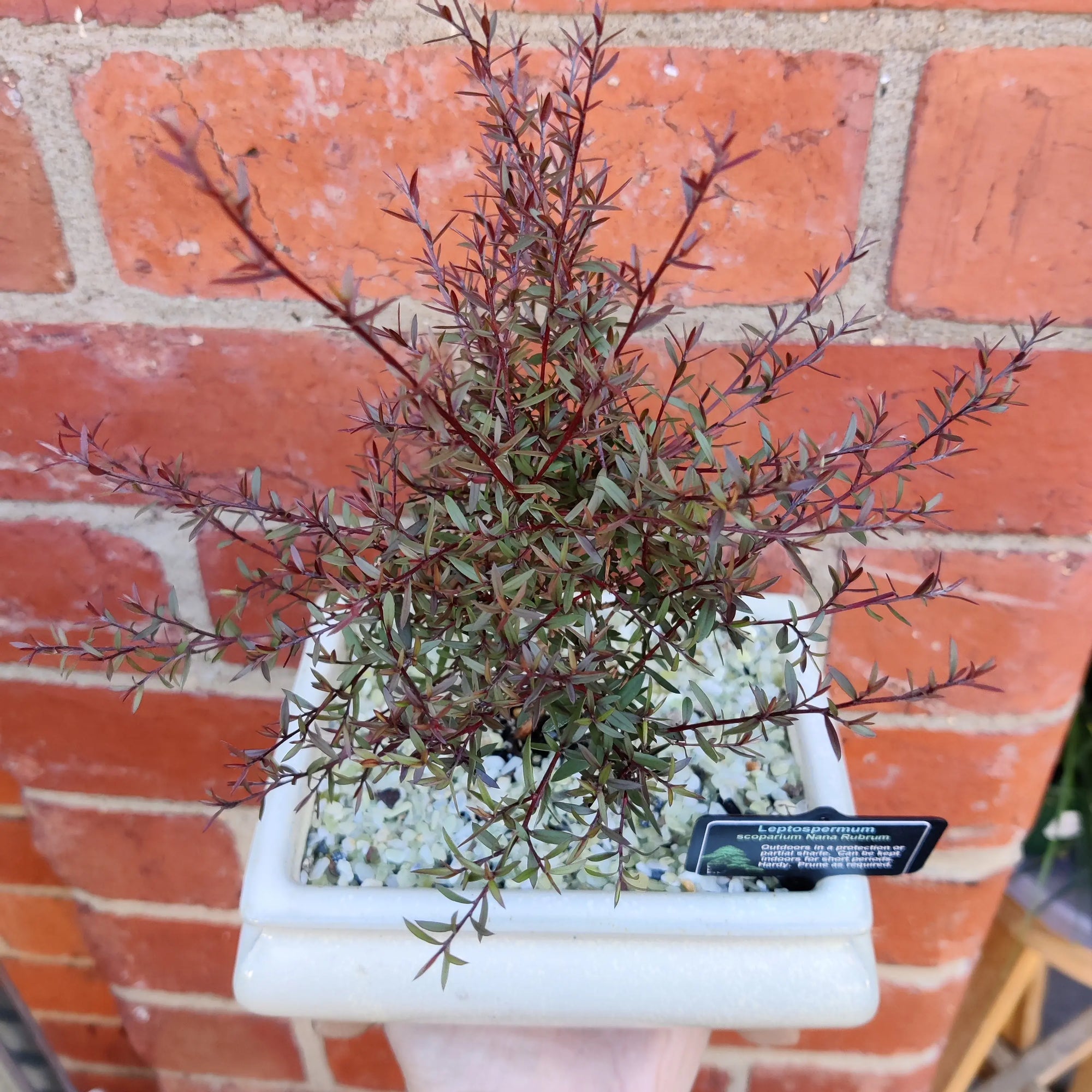 Bonsai 15cm - Leptospermum - Scoparium Nana Rubrum Folia House