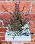 Bonsai 15cm - Leptospermum - Scoparium Nana Rubrum Folia House