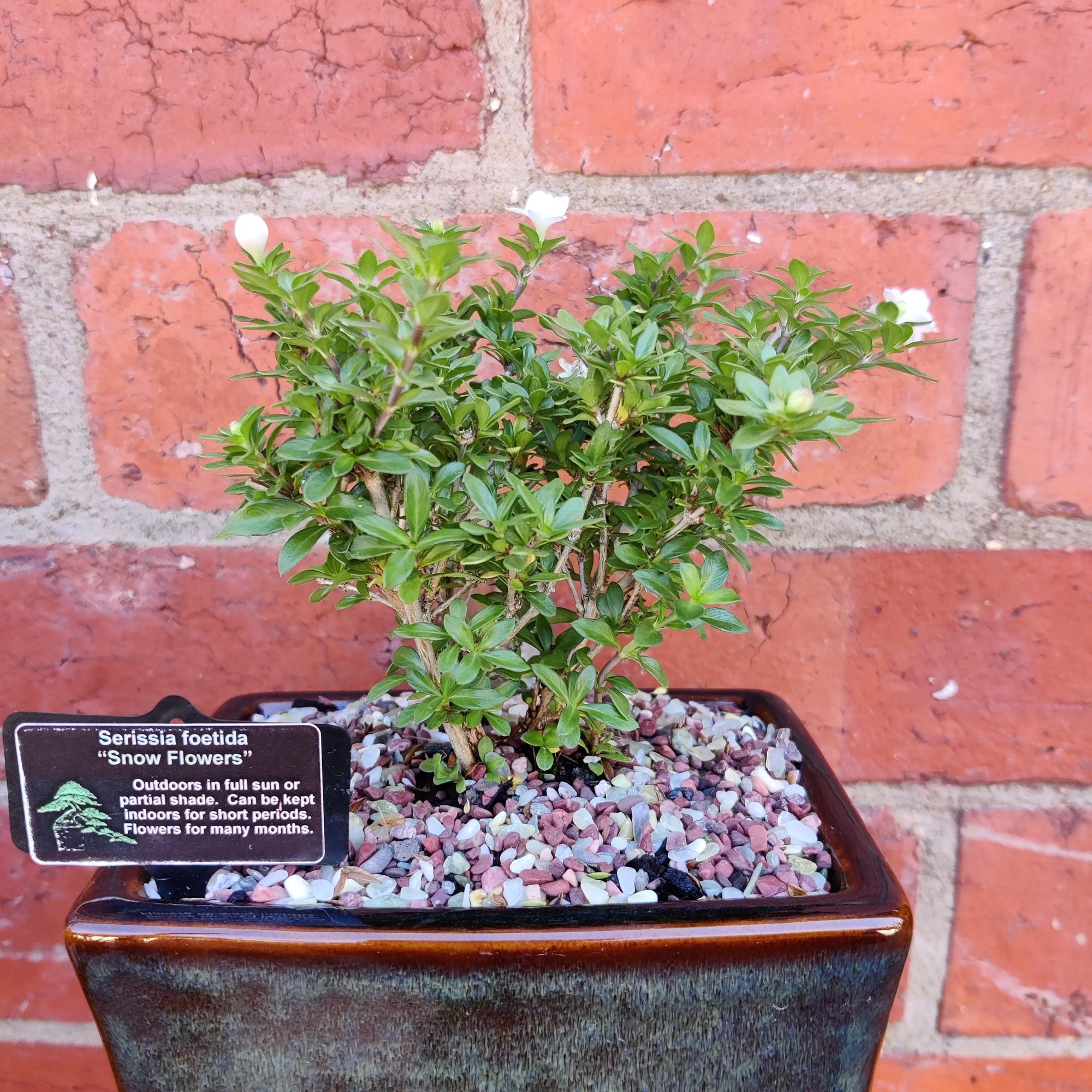 Bonsai 15cm - Serissia Foetida &quot;Snow Flowers&quot; Folia House