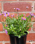 Brachycome Fresco Purple - 14cm pot Folia House