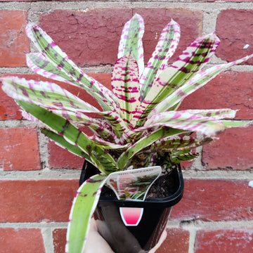 Bromeliad - 13cm Pot Folia House