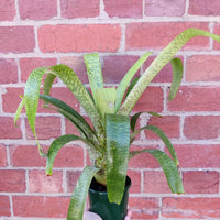 Bromeliad - 13cm Pot Folia House