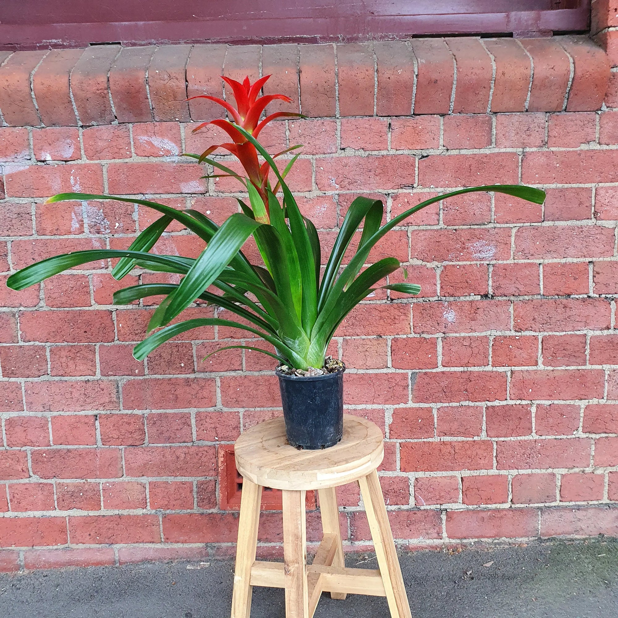 Bromeliad - 14cm Pot Folia House