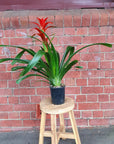 Bromeliad - 14cm Pot Folia House