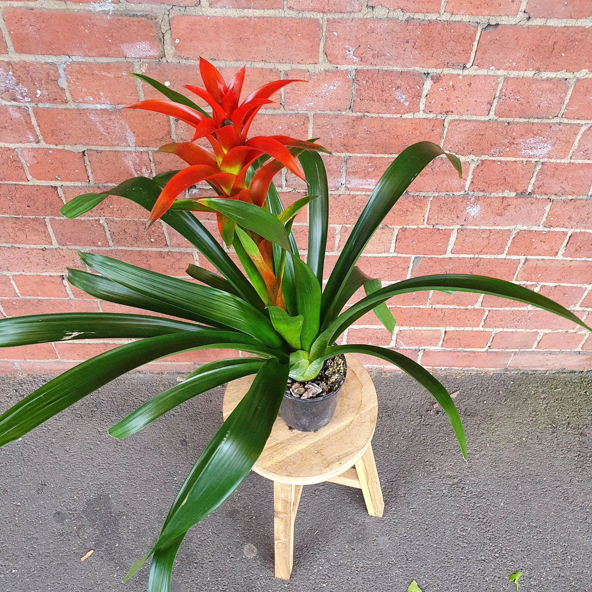 Bromeliad - 14cm Pot Folia House