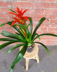 Bromeliad - 14cm Pot Folia House