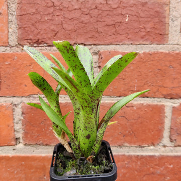 Bromeliad Neoregelia - 7cm Pot Folia House