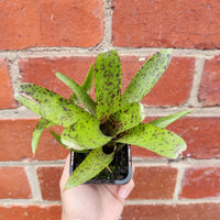 Bromeliad Neoregelia - 7cm Pot Folia House