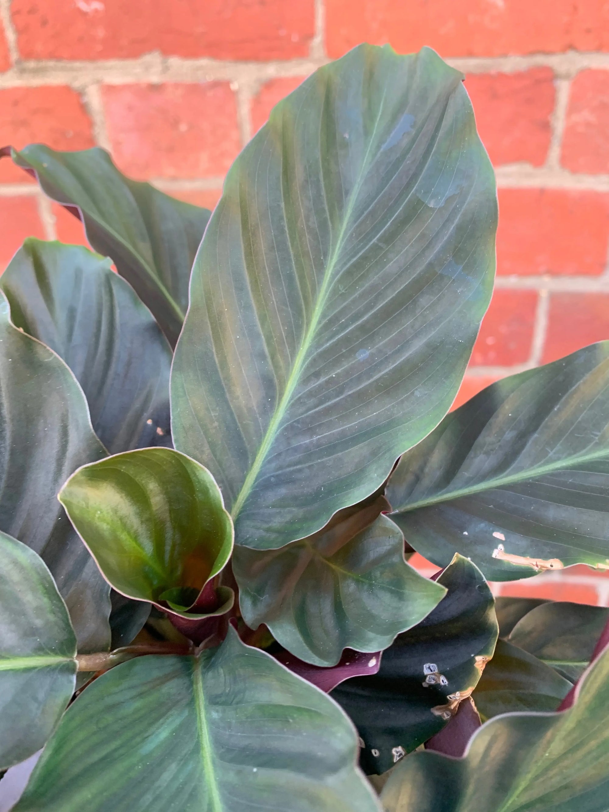 Calathea Crocata - 13cm pot Folia House