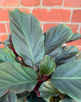 Calathea Crocata - 13cm pot Folia House