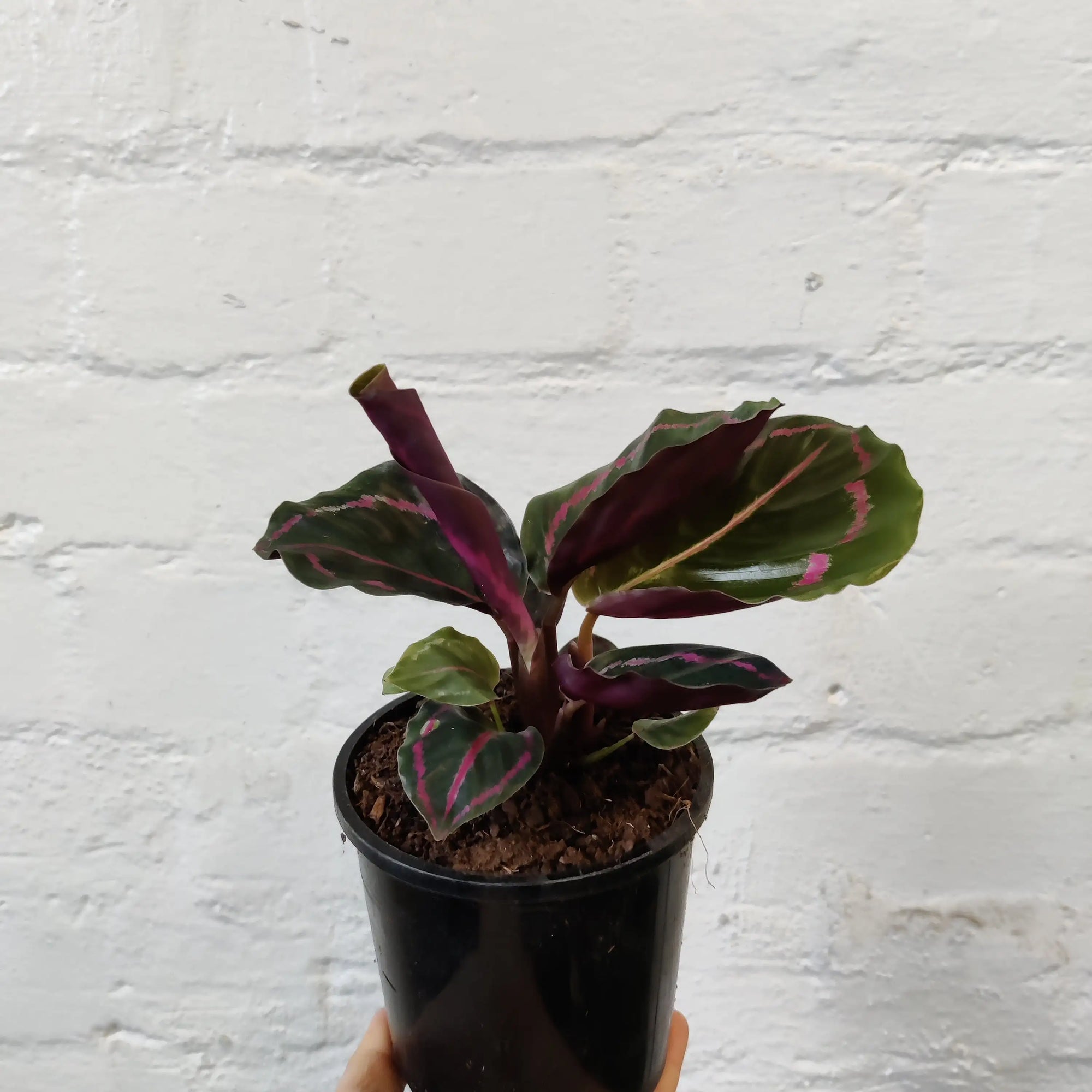 Calathea Dottie - 10cm pot Folia House