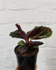 Calathea Dottie - 10cm pot Folia House