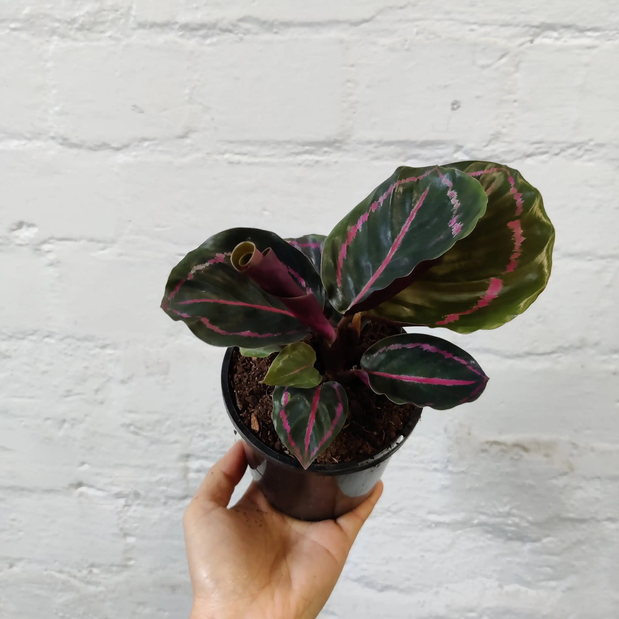 Calathea Dottie - 10cm pot Folia House