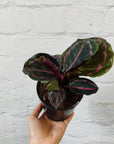 Calathea Dottie - 10cm pot Folia House