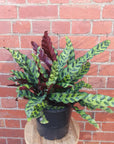 Calathea Rattle Snake (Lancifolia Insignis) - 20cm Pot Folia House