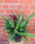 Calathea Rattle Snake (Lancifolia Insignis) - 20cm Pot Folia House