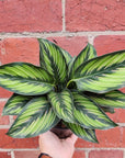 Calathea 'Beauty star' - 13cm pot Folia House